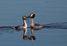 IMG_5694a1z.jpg