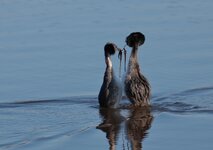 IMG_5697a1z.jpg