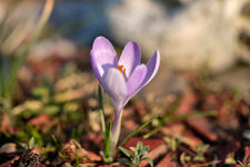 DSCF4245.jpg