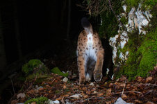 20250130_032117_camera_trap_jura_40.jpg