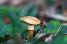 pilze2013-26.JPG