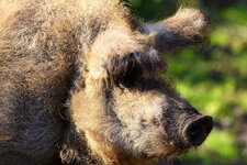 Mangalitza-Wollschwein.JPG