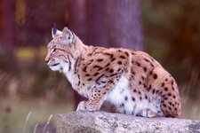 Luchs.JPG