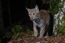 20250302_003831_camera_trap_jura_51.jpg