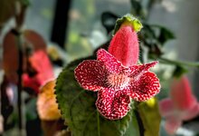 PXL_20250320 Blüte Botanischer Garten 2025 1920.jpg