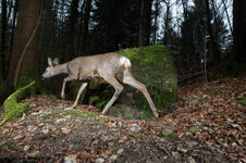 20250309_164233_camera_trap_13.jpg