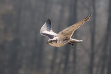 P52_5849_Dx0.jpg