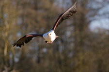 P52_5716_Dx0.jpg