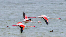 IMG-2025-03-17-1330-CR3.jpg
