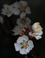 comp_Aprikosenblüte 2025.jpg