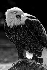 Adler II.jpg