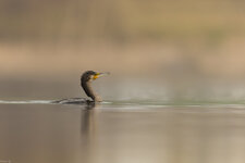 Kormoran 0057 2 (1 von 1).jpg