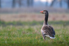 DSCF5623A.jpg