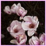 Magnolien_P1022637_ji.jpg