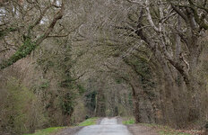 allee.jpg