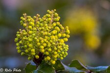 EOSR8221-2 klein.jpg