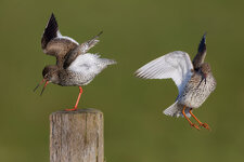 R5B_4596-1.jpg
