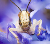 cbc heuschrecke.jpeg