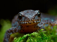 2025-02-28 20-40-11 (B,R9,S10)B .jpeg