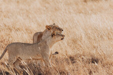 Kenia Safari 2023-64.jpeg