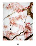 Kirschblüte-4.jpg