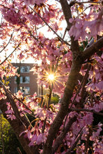 20250402_SonyA6700_Sakura_001_Web.jpg