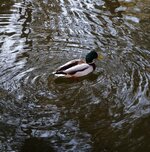 DSC034291.jpg