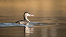 DSC_8053-2.jpg