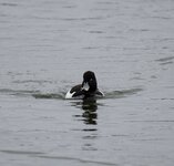 ente reiher GtDbP4074054.jpeg