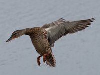 ente GtDbP4074049.jpeg