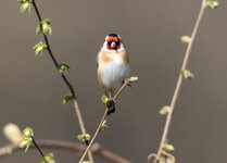 DSC02739-2.jpg