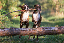 Baro und Ibbo, Boxer-2400.jpg