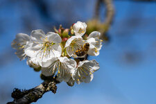 Kirschblüte.jpg