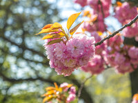 Kirschblüte-001.jpg