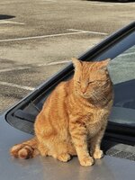Garfield in Portoroz.JPG