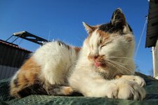 IMG 0392 Cat Katze Wieck Sonne 1920.jpg
