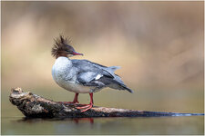 NZ8_6300+ mkl2,5 D.jpg