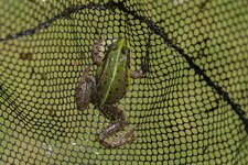 comp_Grasfrosch-8285.jpg
