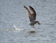 1möwe abflug 1P4084168.jpeg