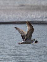1möwe abflug 3P4084174.jpeg