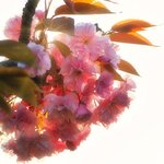 IMG_8363.jpeg