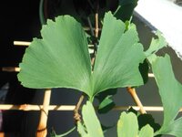 DSCN5408a.jpg