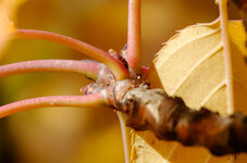 DSC_2564_1_DxO.JPG