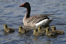 IMG_0416aw.jpg