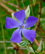 bluete-GFXH1330.jpg
