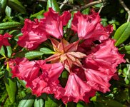 PXL_20250424 Rhododendron Frühling Arboretum 2025 1920.jpg