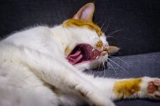 Raubkater.jpg
