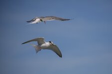 comp_Dänemark Schweden 2015-9270.jpg