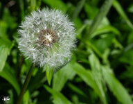 Pusteblume2fo.jpg