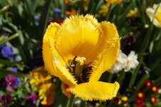 DSC08587.JPG
